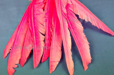 Декоративный Пучок из перьев, перо 25см/розовый - купить в Северске. Цена: 14.40 руб.